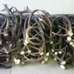 Detenidos con 72 cuernos de ciervo que guardaban en una finca