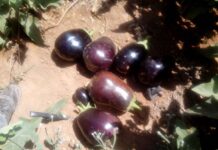 Piden ayudas urgentes tras los daños por el pedrisco y las inundaciones