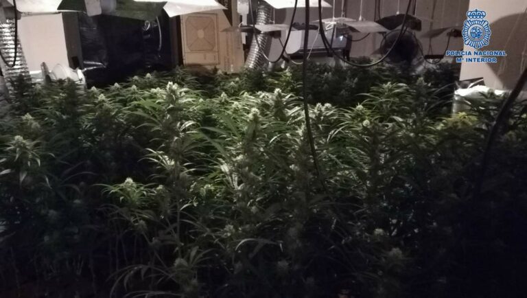 Más de 500 plantas de marihuana encontradas en este barrio de Talavera de la Reina Más de 500 plantas de marihuana encontradas en este barrio de Talavera de la Reina