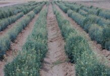 Nokian Tyres cree que las plantaciones de guayule que investigapodrían ser más rentables que cultivar cereales
