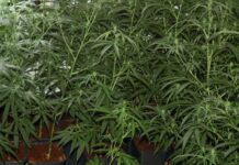 Operación ‘Hugo’, cinco detenciones y la incautación de 9,6 kilos de marihuana