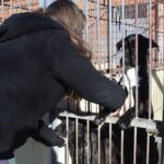 Más de 50 perros han sido entregados en adopción en un albergue de Cuenca