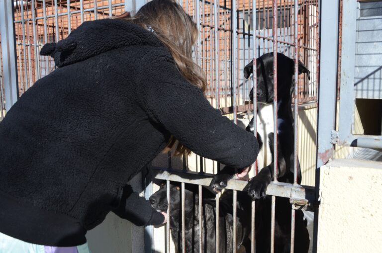 Más de 50 perros han sido entregados en adopción en un albergue de Cuenca