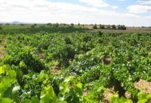 Integración comercial y pago por calidad, apuestas de Cooperativas para el Plan Estratégico del Vino