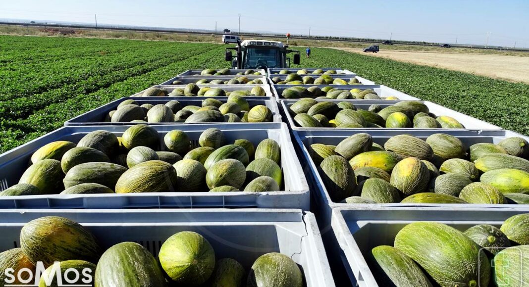 Campaña melón