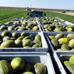 Arranca la campaña del melón en La Mancha