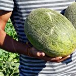 Precios de melón y sandía de la lonja celebrada en Tomelloso el 28-08-2018