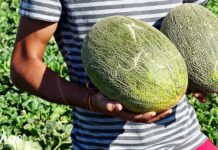 Bajada generalizada de los precios del melón y la sandía en Castilla-La Mancha