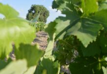 Junta destaca que ya ha abonado más de 11 millones en reconversión del viñedo