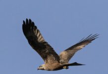 La electrocución de animales en el cableado, evitada con estas ayudas de C-LM