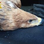 Un ave en peligro de extinción, hallada en Villarrubia de los Ojos