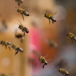 Atención: abejas sueltas en la A4 tras el vuelco de un camión en Santa Cruz de Mudela