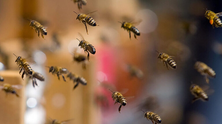 Atención: abejas sueltas en la A4 tras el vuelco de un camión en Santa Cruz de Mudela