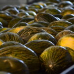 El Ayuntamiento de Tomelloso acoge mañana martes la Lonja del Melón y la Sandía de C-LM