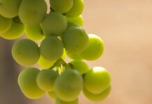 Castilla-La Mancha registra más de 55.000 hectáreas de viñedo ecológico