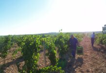 ¿Qué pasa este año con la vendimia en Castilla-La Mancha?