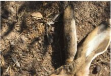 Esta enfermedad en los conejos tiene alerta a los cazadores de C-LM