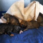 Encuentran en Ciudad Real a 8 cachorros de perro en la basura y buscan al culpable