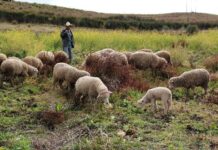 Más de 5.000 ganaderos se han beneficiado del Plan de Ganadería Extensiva
