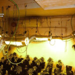 Desmantelado un cultivo de 58 plantas de cannabis en Campo de Criptana