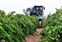 Se paraliza la vendimia en La Manchuela albaceteña y otras zonas próximas por las tormentas
