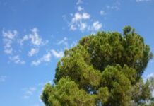 Temperaturas con pocos cambios en toda la región