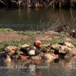 Las Tablas de Daimiel, donde la llanura y el agua se encuentran