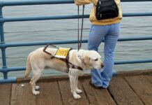 Nuevo paso para la Ley de acceso de personas con discapacidad acompañadas de perro de asistencia