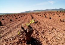 Ya hay fecha para recibir las ayudas por la reestructuración del viñedo en Castilla-La Mancha