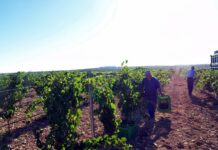 «Calidad» y «precio», la apuesta de UPA C-LM para garantizar el sector vitivinícola