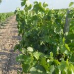 Más de 2500 hectáreas afectadas por el granizo del domingo