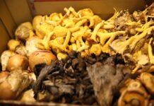 ¿Usar las TIC para mejorar la producción y calidad de setas y champiñones? Así lo estudian en la UCLM