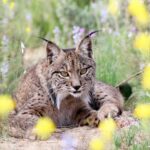 Hallado el cadáver de un lince ibérico en Brazatortas (Ciudad Real)