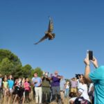 Liberados cuatro búhos reales y un águila calzada en Sisante (Cuenca) tras meses de recuperación