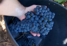 ¿Irregularidades para fijar el precio de la uva en las bodegas?