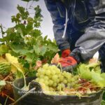 Premios de hasta 150€ para la mejor fotografía de la Vendimia en Argamasilla de Alba