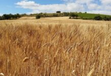 Suben las inversiones para la incorporación a la agricultura ecológica dentro del PDR