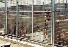 Herido un trabajador de la perrera de Toledo tras ser mordido en cara y manos