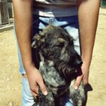 Campaña para la adopción de perros. Una visita a Apayma, la protectora de Argamasilla de Alba