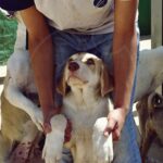 Campaña para la adopción de perros. Una visita a Apayma, la protectora de Argamasilla de Alba