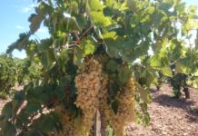 El PP exige a Page que defienda a los miles de agricultores que están vendimiando sin conocer el precio de la uva