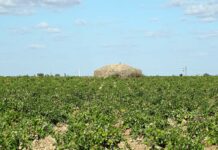 Este lunes en Castilla-La Mancha: cielos despejados y vientos flojos