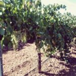 ASAJA Socuéllamos insta a los industriales a publicar los precios de la uva urgentemente