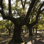 El Parque Nacional de Cabañeros ya cuenta con nuevo director