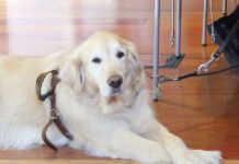 Un paso más para el proyecto de ley de perros guía de C-LM