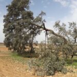 La Carrasca Ruli de Mota del Cuervo declarada árbol singular