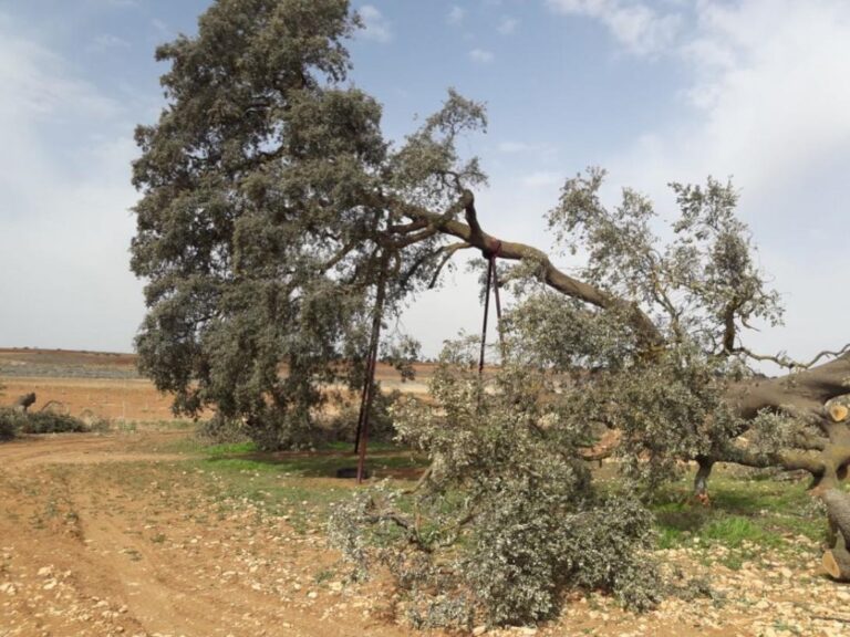 La Carrasca Ruli de Mota del Cuervo declarada árbol singular