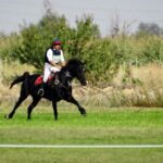 Cerca de 100 caballos de toda España, reunidos en un Concurso de Yeguada Los Arcangeles