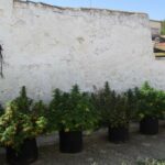 35 plantas de marihuana incautadas y un detenido en Chinchilla