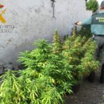 35 plantas de marihuana incautadas y un detenido en Chinchilla